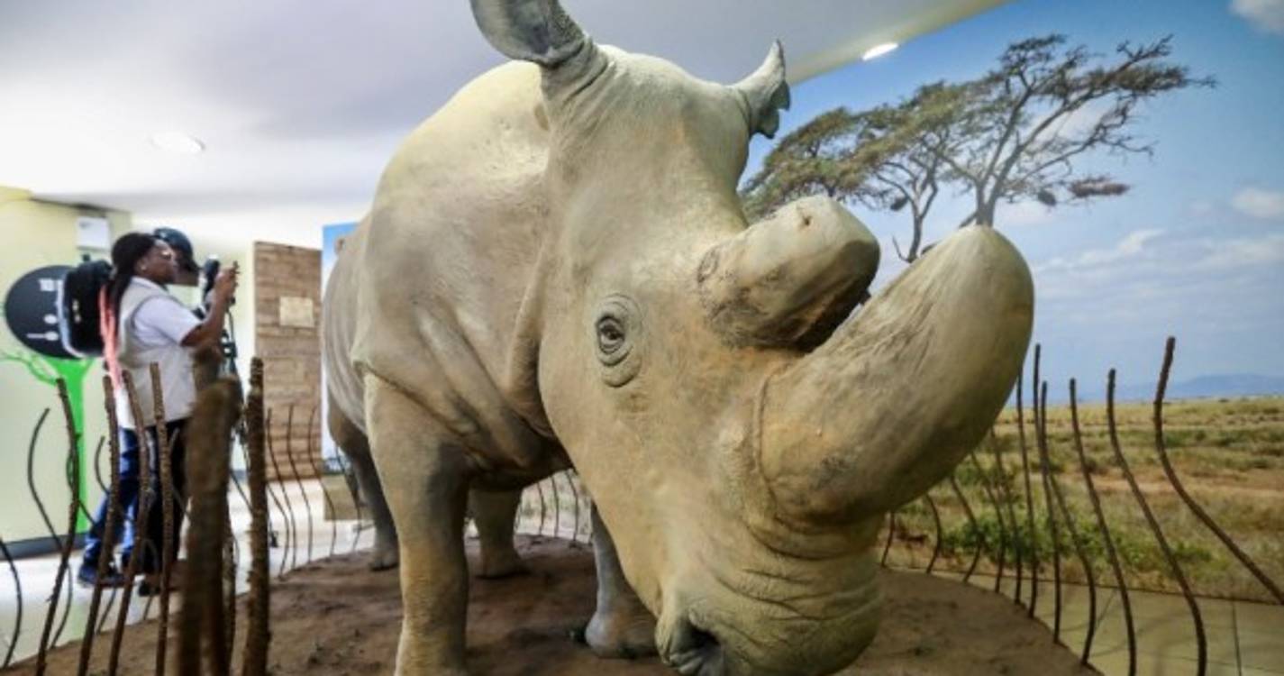 Corpo embalsamado do último rinoceronte branco ficará exposto no Quénia