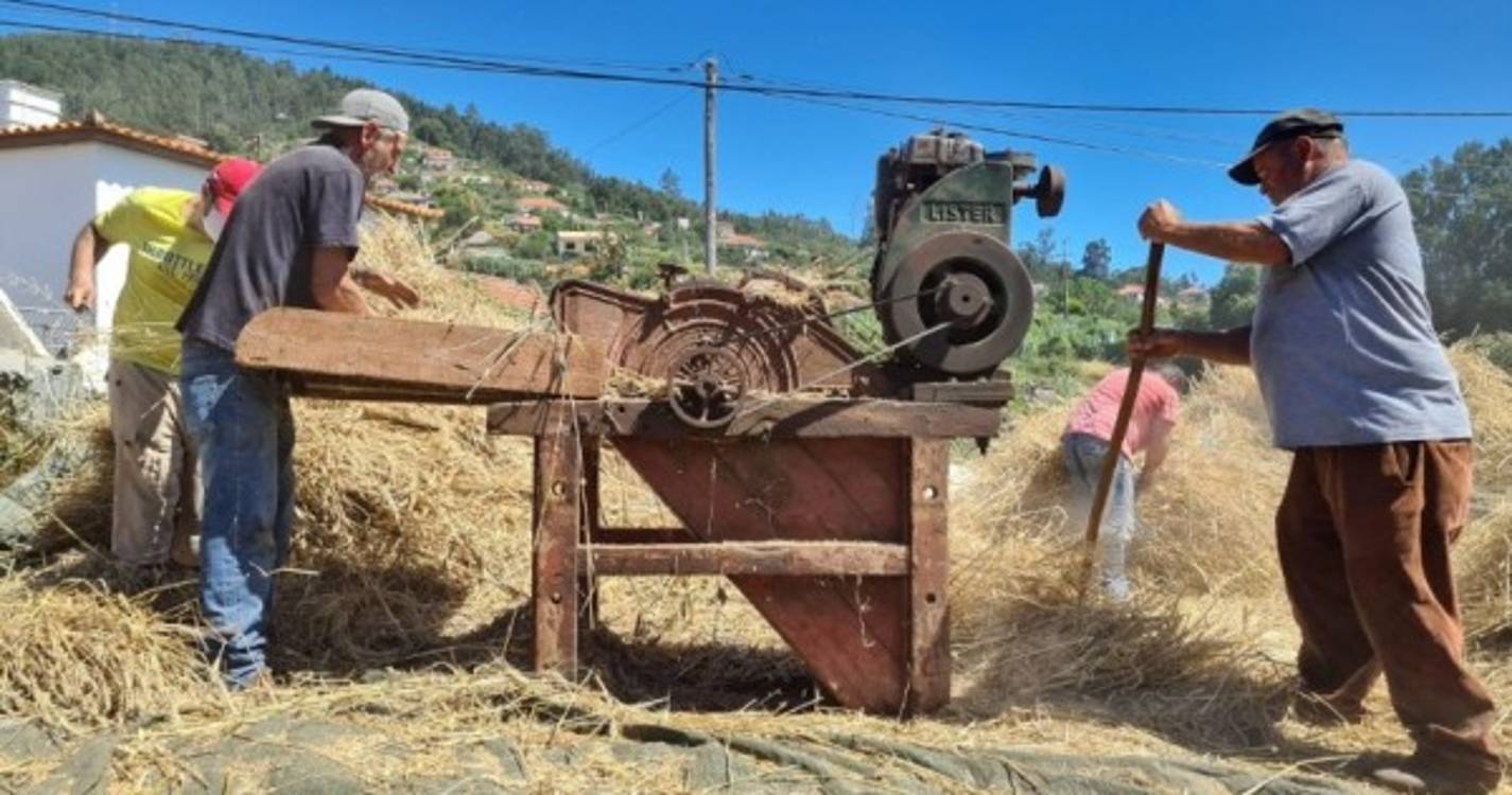Gaula cumpre hoje a tradição da debulha de trigo