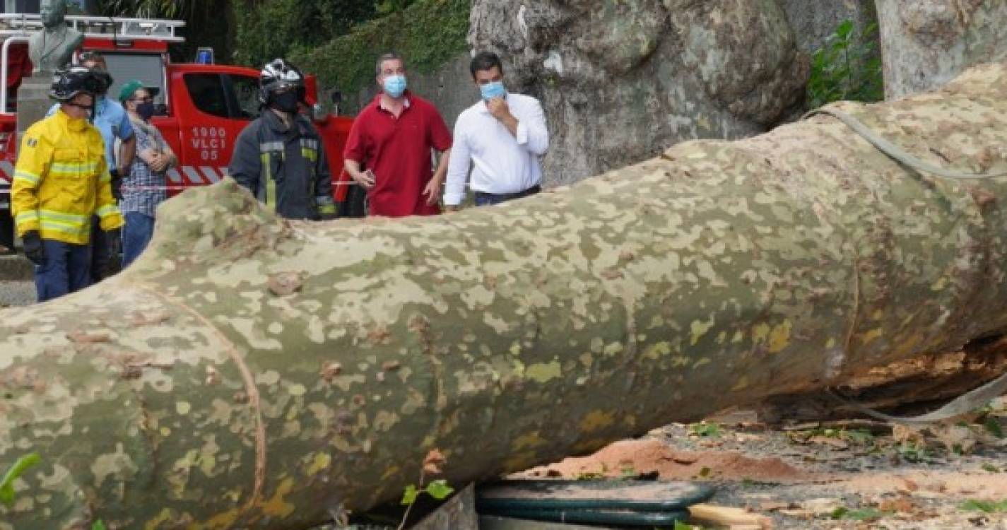 Monte: Miguel Silva Gouveia vai pedir responsabilidades aos autores dos relatórios das árvores