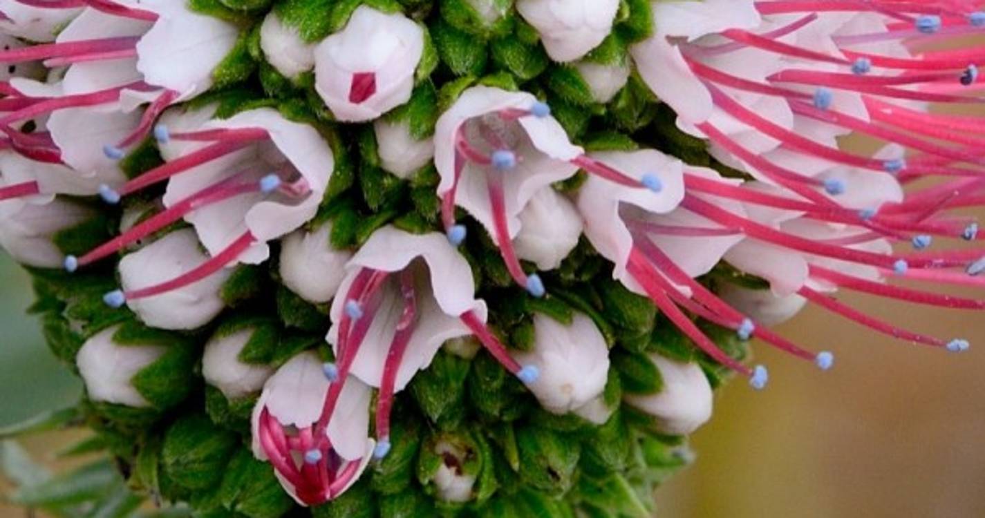 Portal 'Flora-On Madeira' dá a conhecer ao mundo as plantas nativas únicas da Região