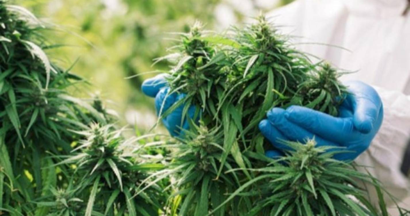 Tailândia descriminaliza consumo de canábis para fins medicinais