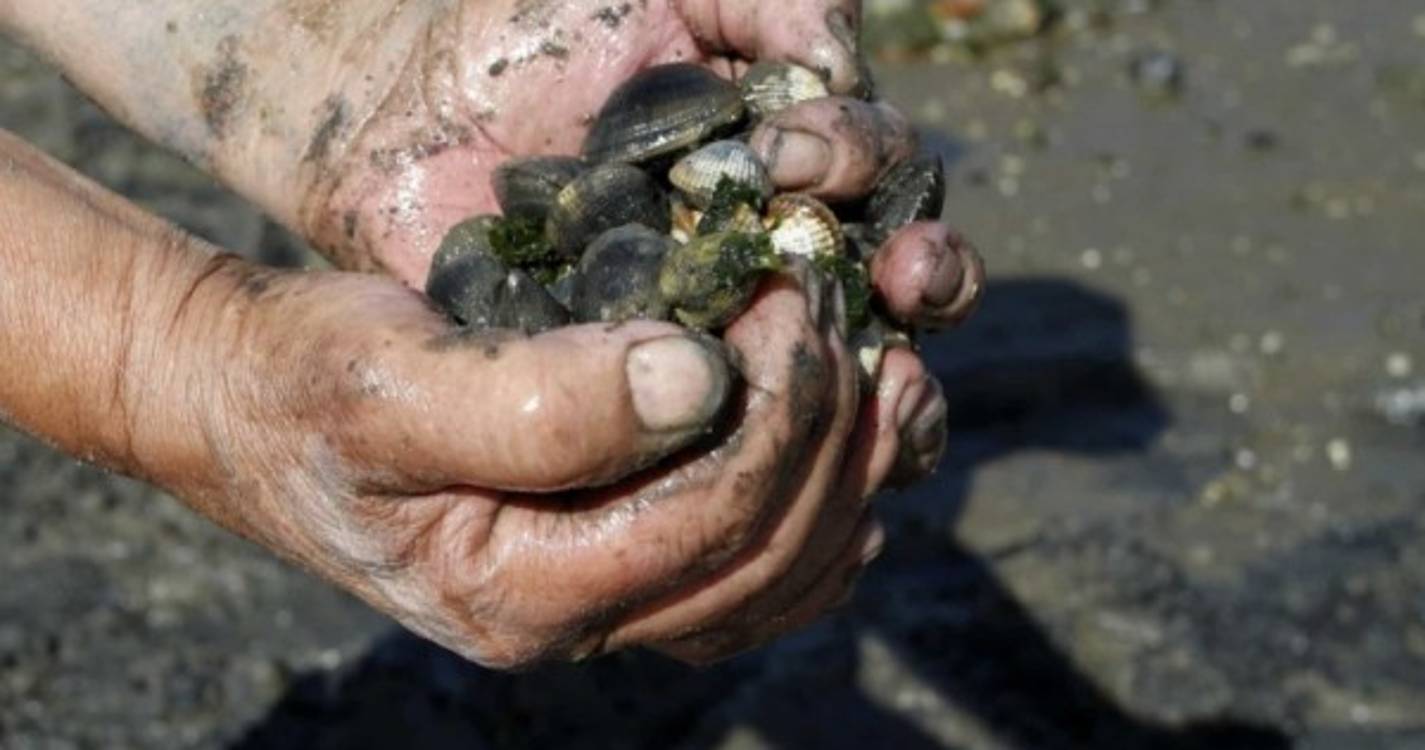 Apreendidos 1.600 Kg de bivalves em Alcochete e 106 pessoas identificadas