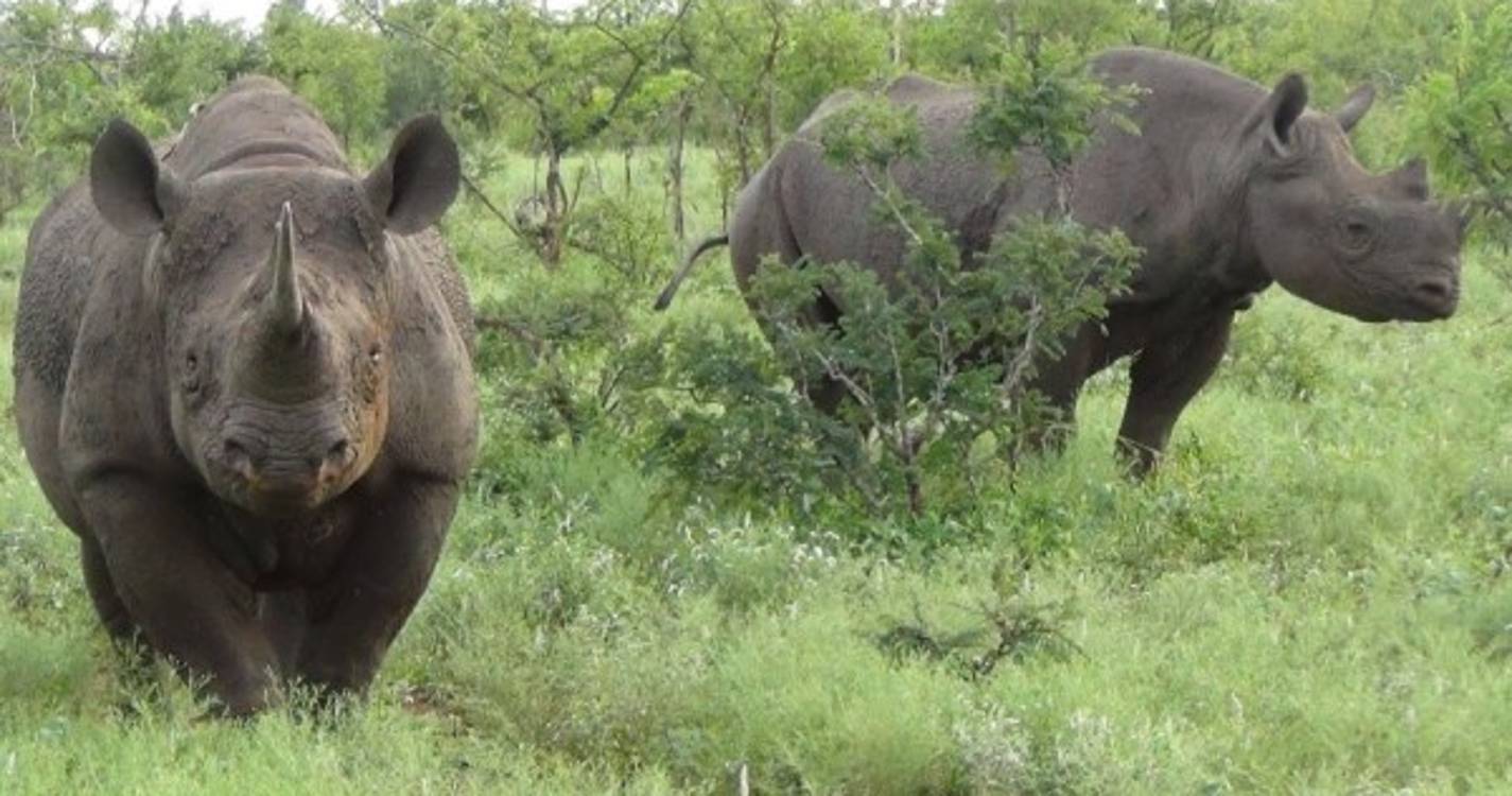 Dois caçadores furtivos de rinoceronte presos no Parque Nacional Kruger