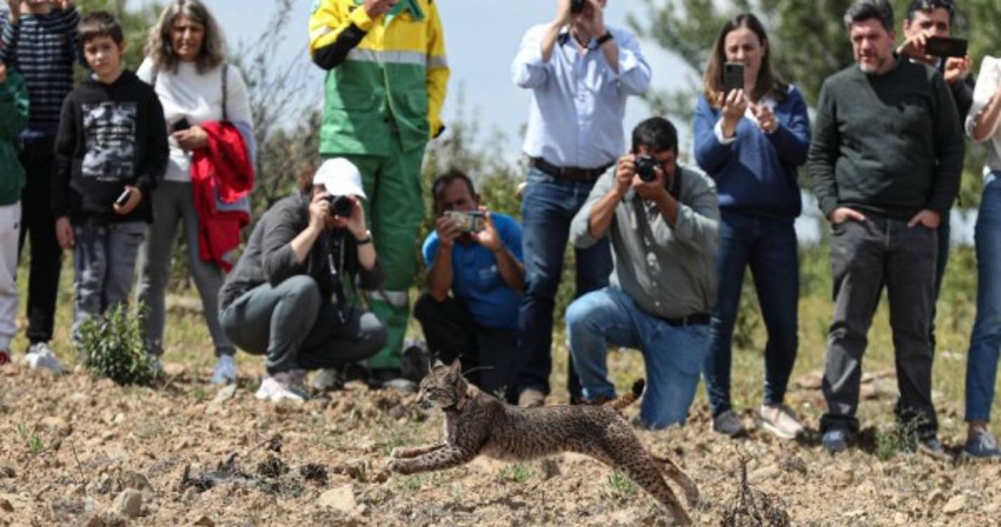 Território do lince-ibérico alarga-se com novas libertações no Algarve