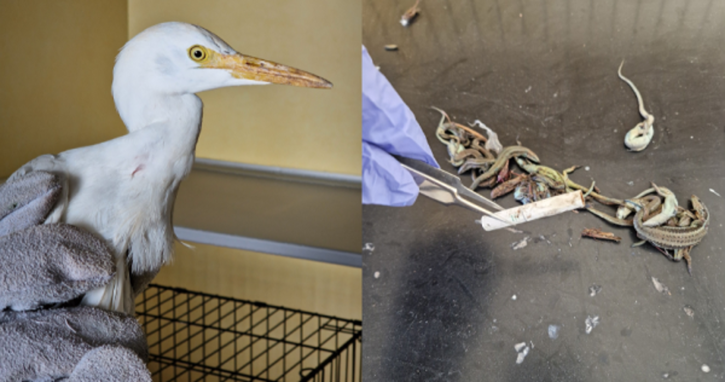 Recolhida nos Reis Magos ave "muito debilitada" com lixo no organismo