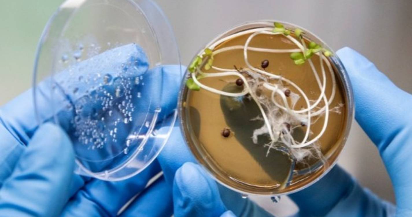 Investigadores do Porto desenvolvem vacina comestível contra a covid-19