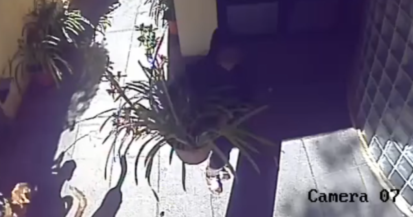 Apanhada a roubar mais um vaso de orquídeas dum hotel do Funchal (com vídeo)