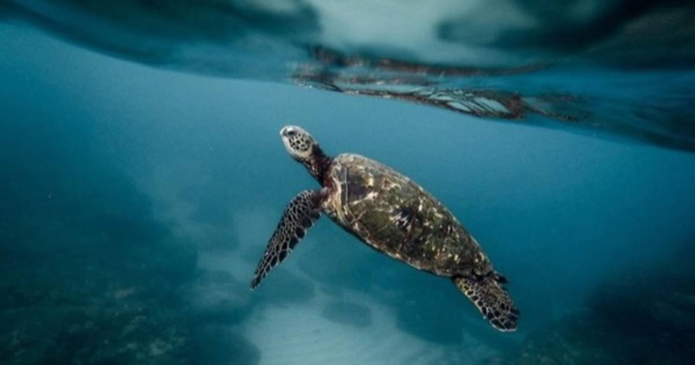 Oceanos: Declaração final está fechada e não será reaberta