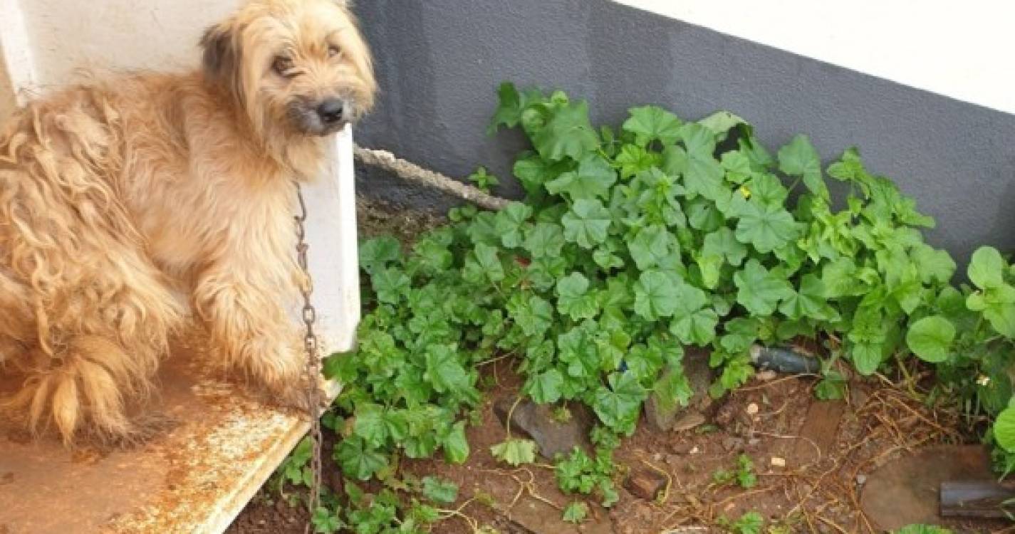 Associação resgata cão que vivia acorrentado em terreno na Ribeira Brava