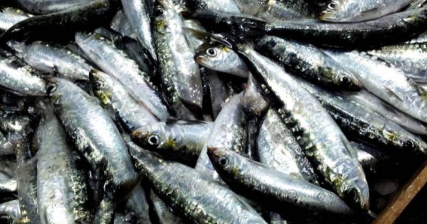 Pesca da sardinha com novos limites a partir de hoje