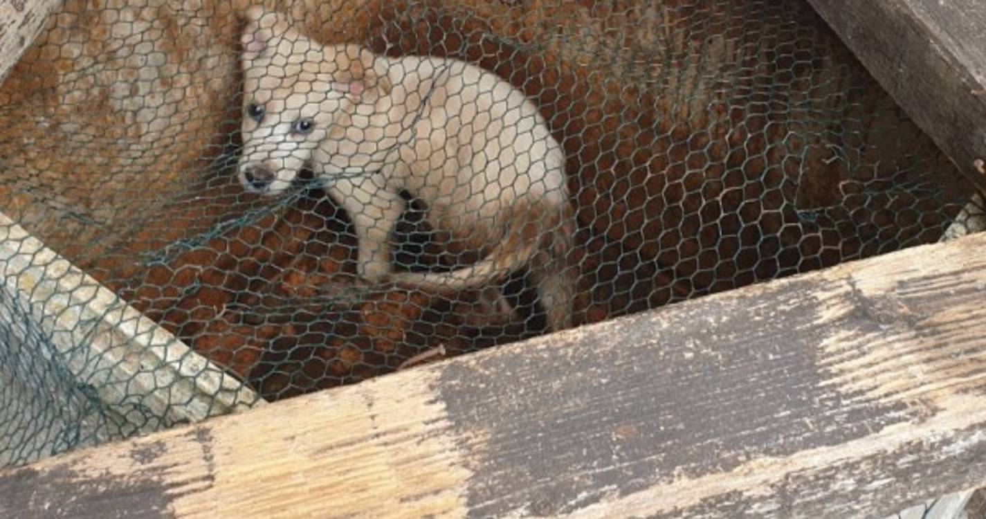 Cadela vivia presa num depósito de água em São Vicente. PSP chamada ao local