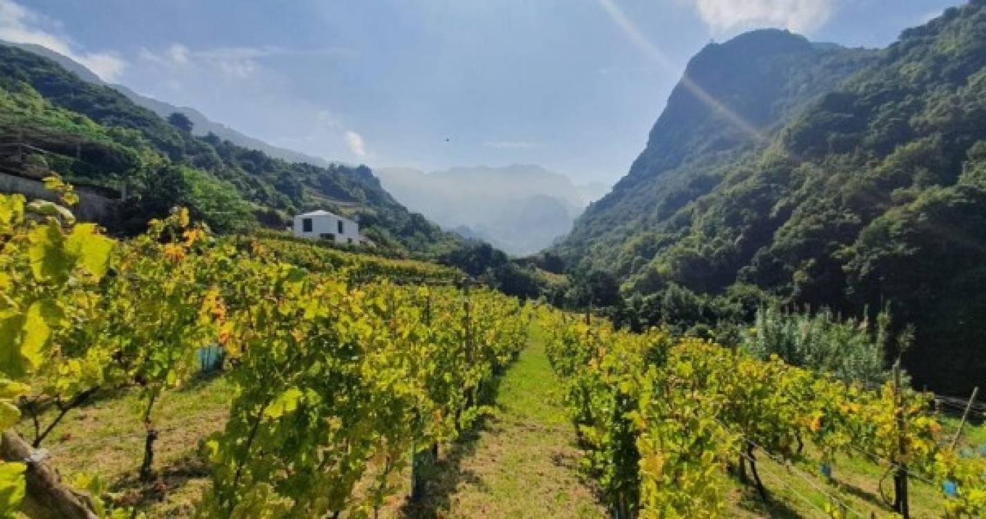 Vinhos madeirenses Terrabona distinguidos ao nível internacional