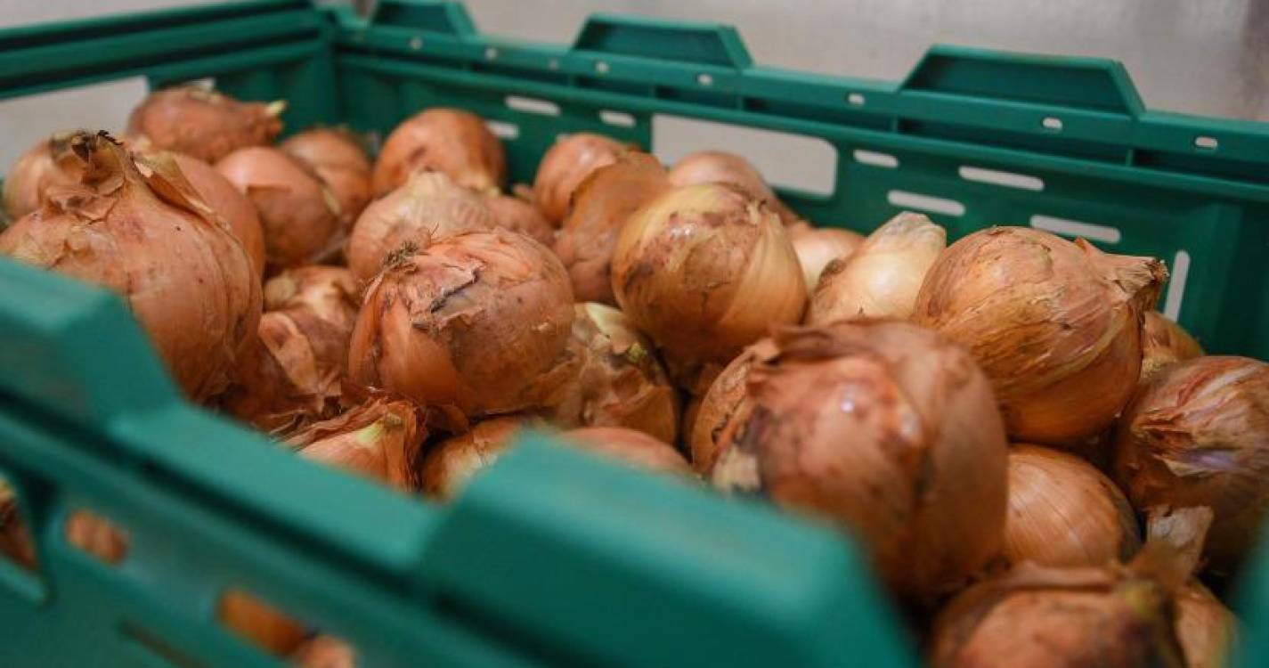 Bruxelas atribui denominação de origem protegida a “cebola da Madeira”