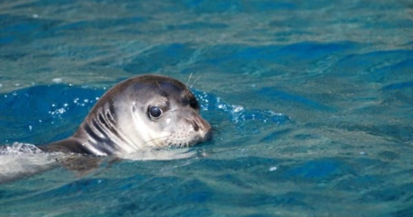 Lobo Marinho encontrado com ferimentos