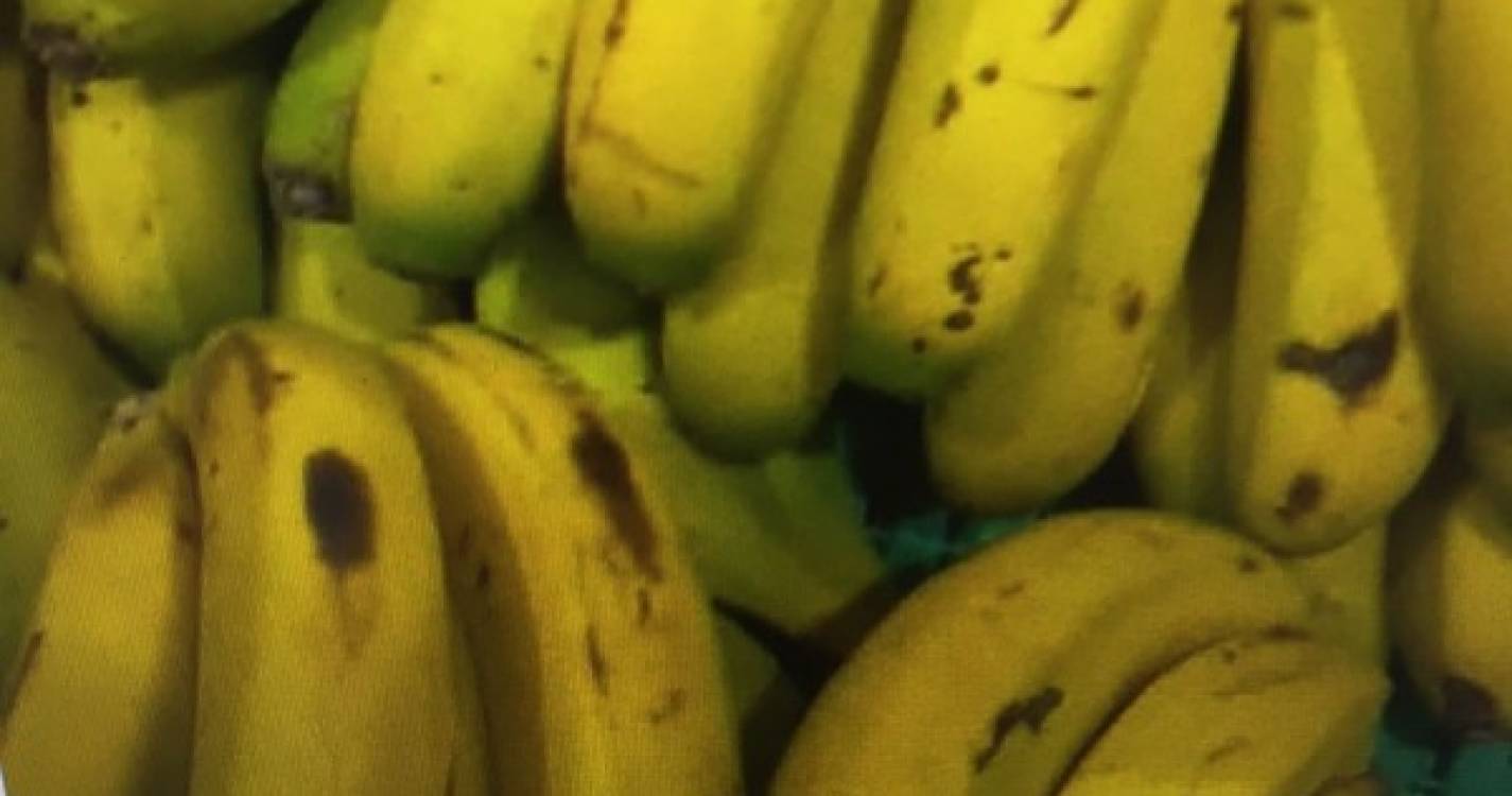 Insólito: Banana da Madeira vendida em Espanha como sendo produto originário de Canárias