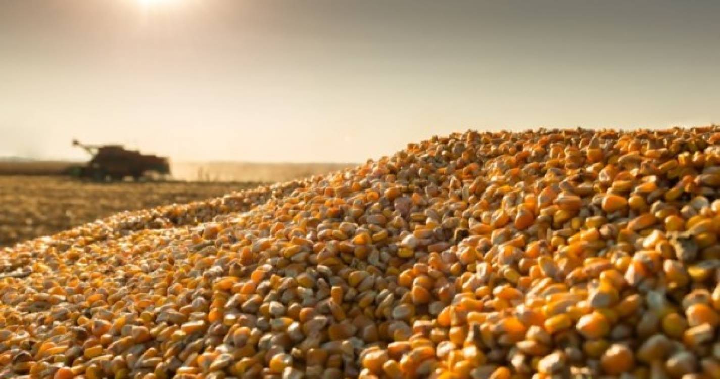 Ucrânia: UE vai apoiar mais 10.000 agricultores moçambicanos a produzir cereais