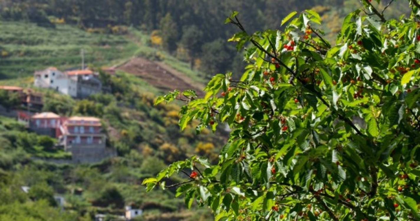 Governo Regional compensa estragos na cereja, ginja e cebola