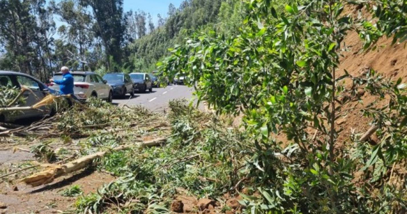 Queda de eucalipto atinge viaturas estacionadas na zona do Rabaçal (com fotos)