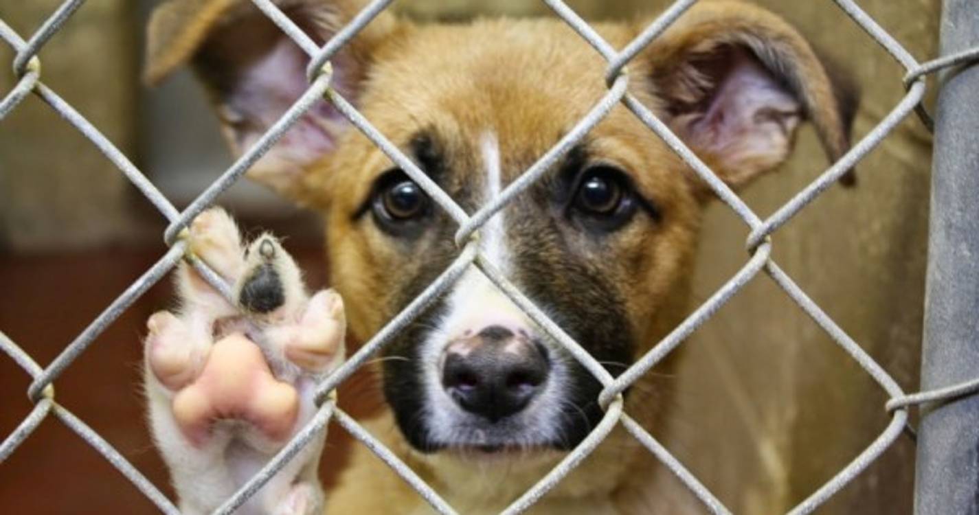 Quase 42 mil animais abandonados no ano passado