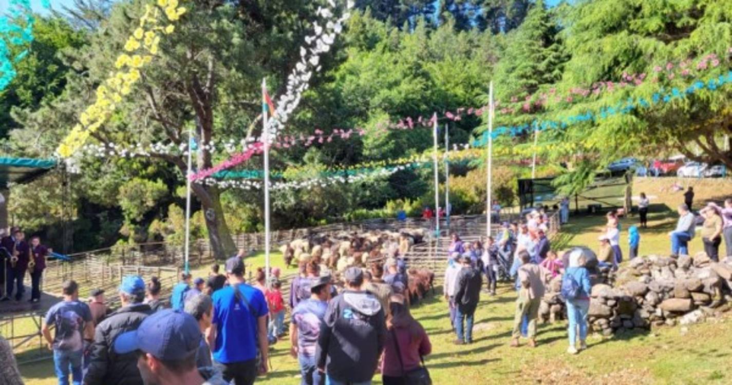 300 ovelhas tosquiadas hoje na Ribeira dos Boieiros (com fotos)