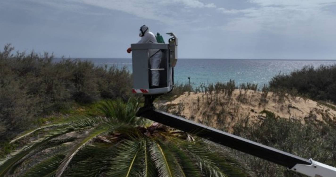 Detetada praga em palmeiras na ilha do Porto Santo