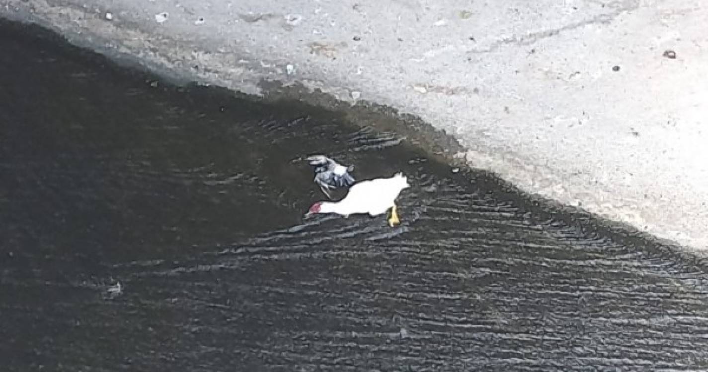 Patos mortos nas ribeiras do Funchal (com fotos)