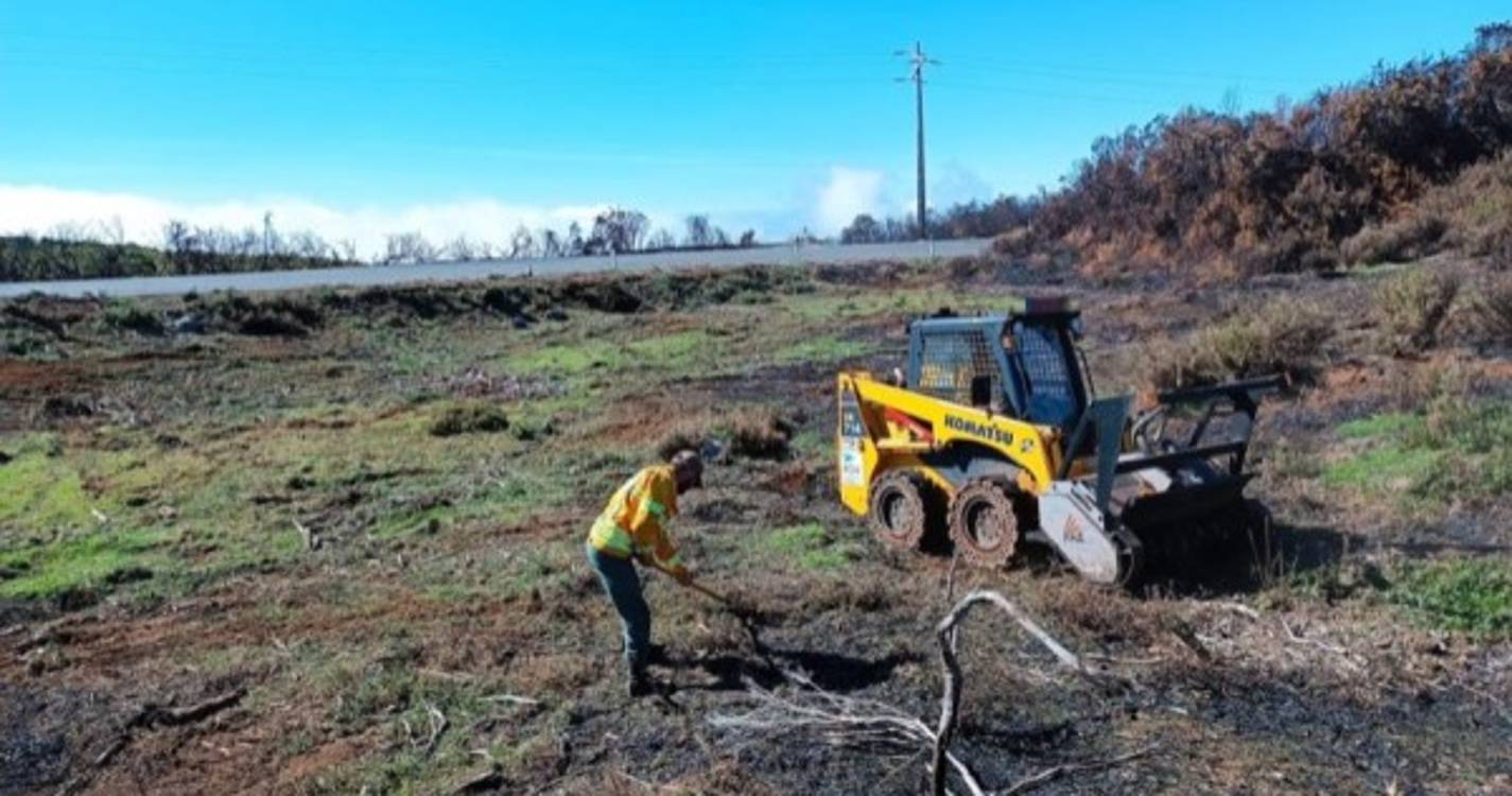 IFCN recupera áreas ardidas e prepara projetos florestais