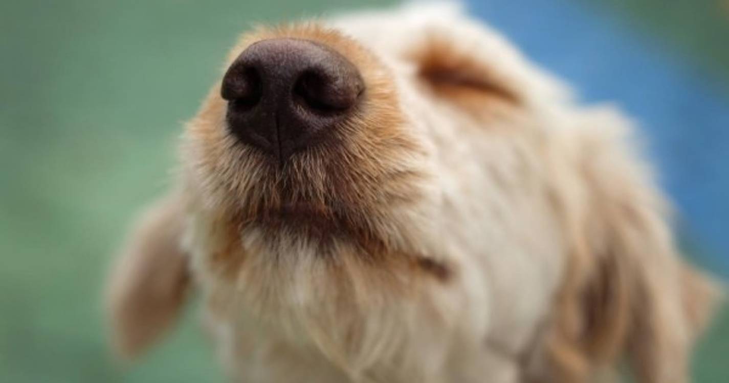 PSP lança campanha 'Diga NÃO ao abandono de animais'