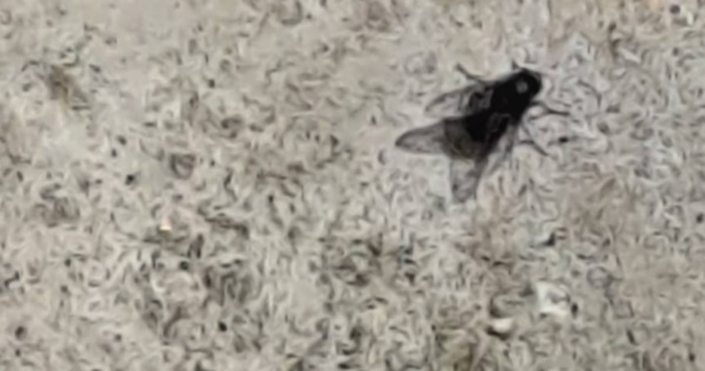 Moscas suscitam incómodo no Porto Santo e novas aves surpreendem