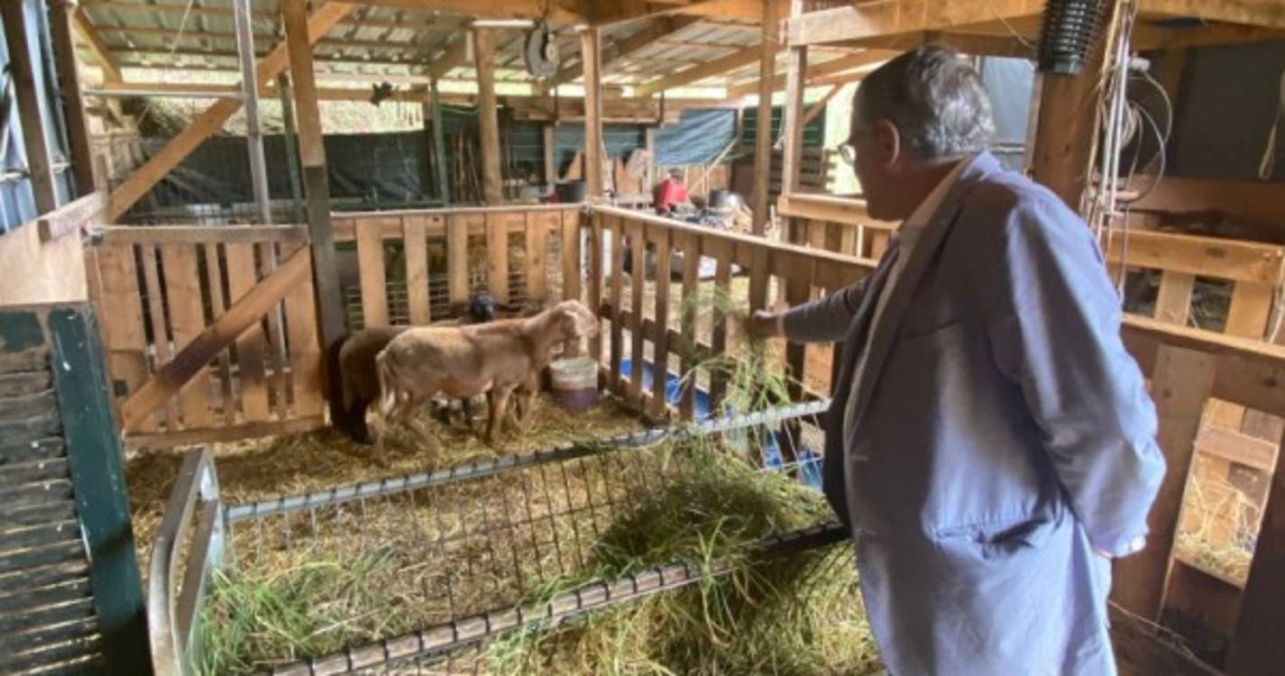 Governo Regional apoia setor pecuário com 330 mil euros