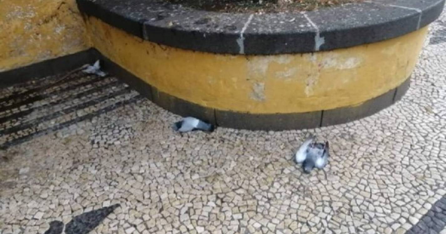 Funchal amanhece com vários pombos mortos nas ruas (com fotos)