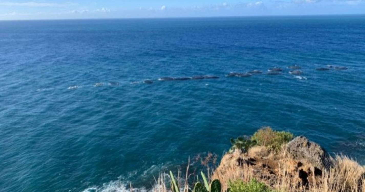Tempestade deslocou jaulas da Ribeira Brava para o cais (com fotos)
