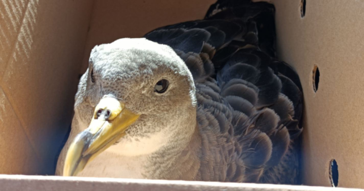 93 voluntários salvam centenas de aves encandeadas pelas luzes na Madeira