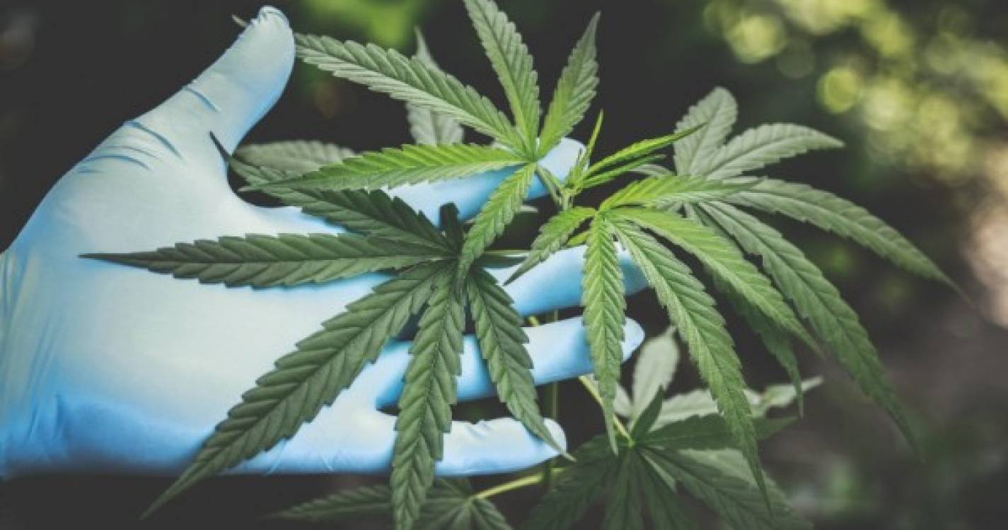 Nova Jérsia oficializa legalização do uso recreativo de marijuana