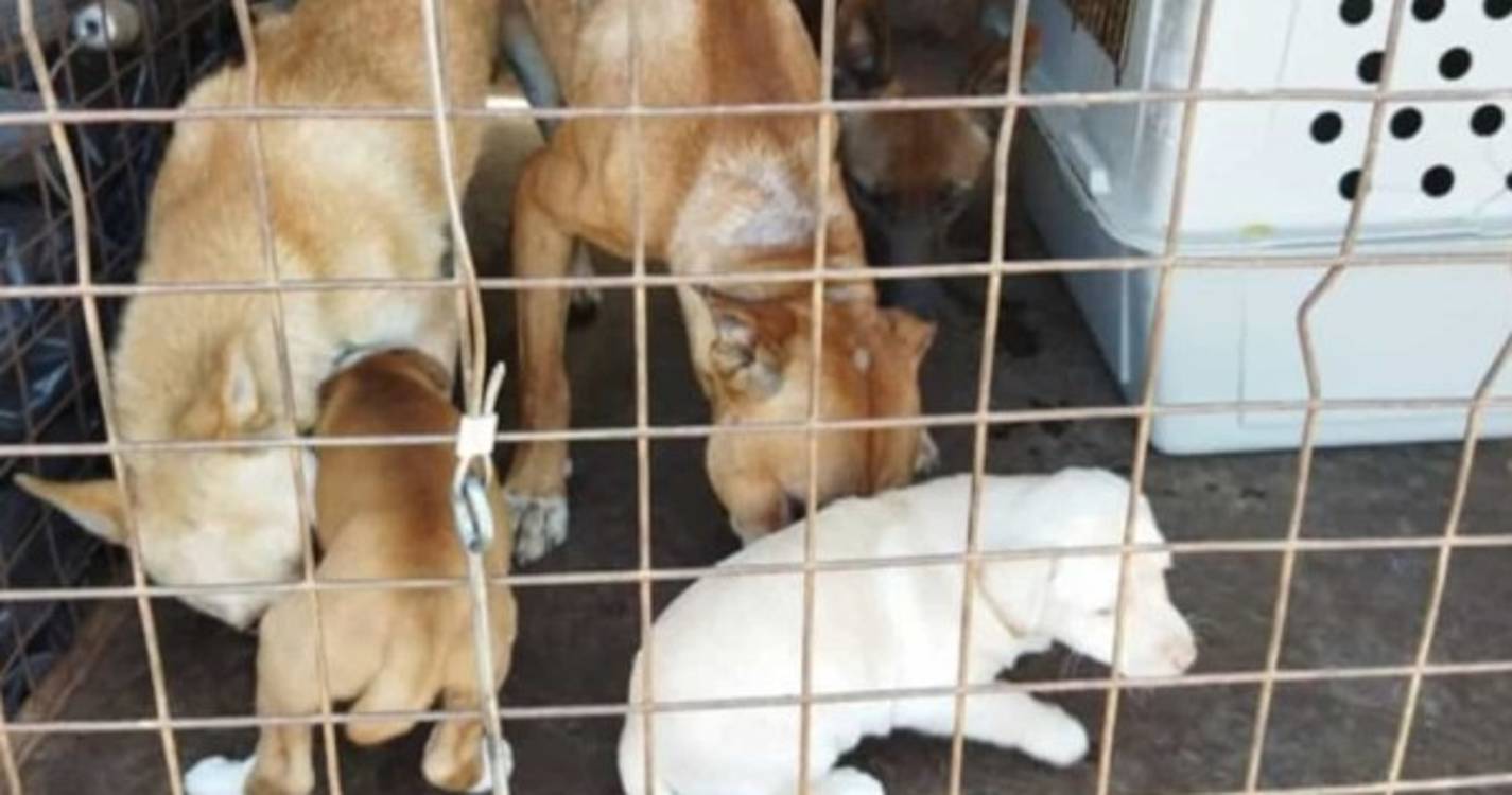 GNR de Braga resgatou cães amarrados e abandonados