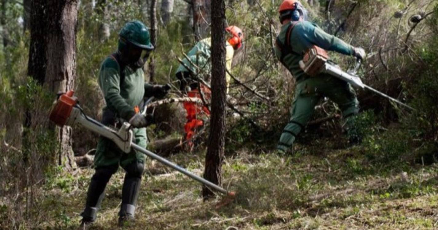 Incêndios: Identificadas 1.002 freguesias prioritárias na limpeza da floresta