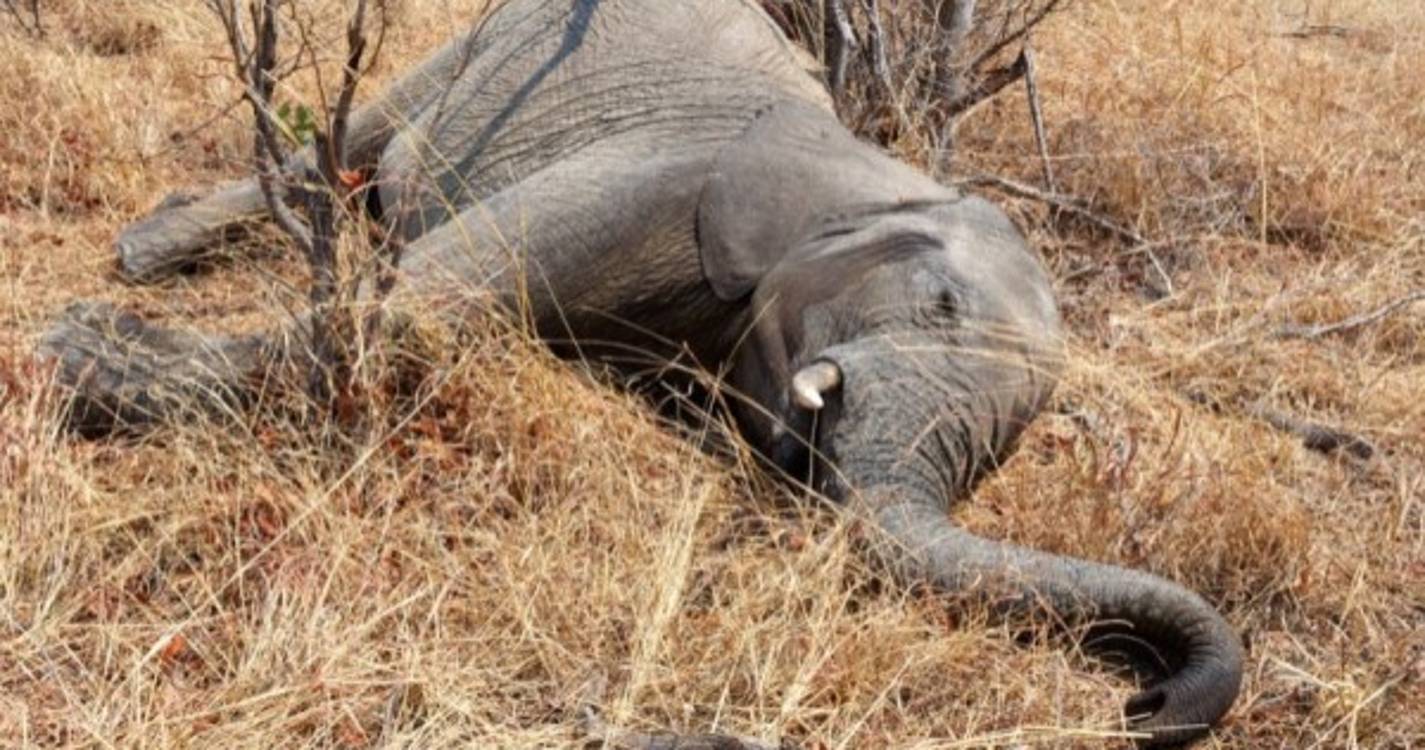 Falta de água obriga elefantes a migrar do Zimbabué para o Botsuana