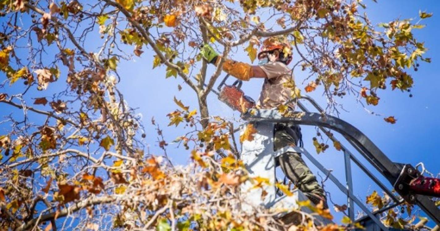 Limpeza de árvores condiciona trânsito e estacionamento na Avenida do Mar