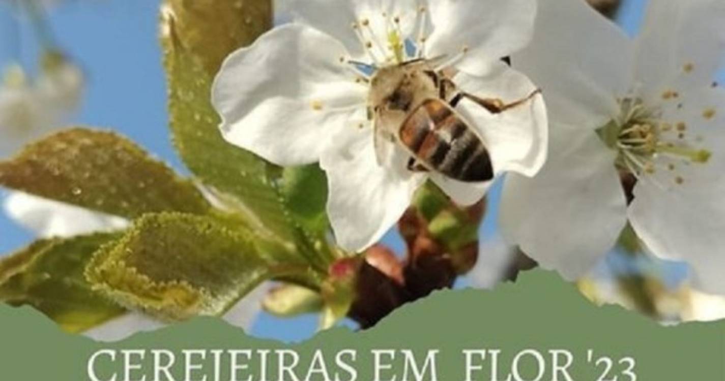 VII edição do Roteiro das Cerejeiras em Flor anima Jardim da Serra