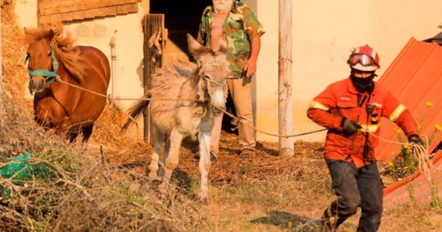 Incêndios: Governo disponibiliza 500.000 euros para apoiar alimentação animal