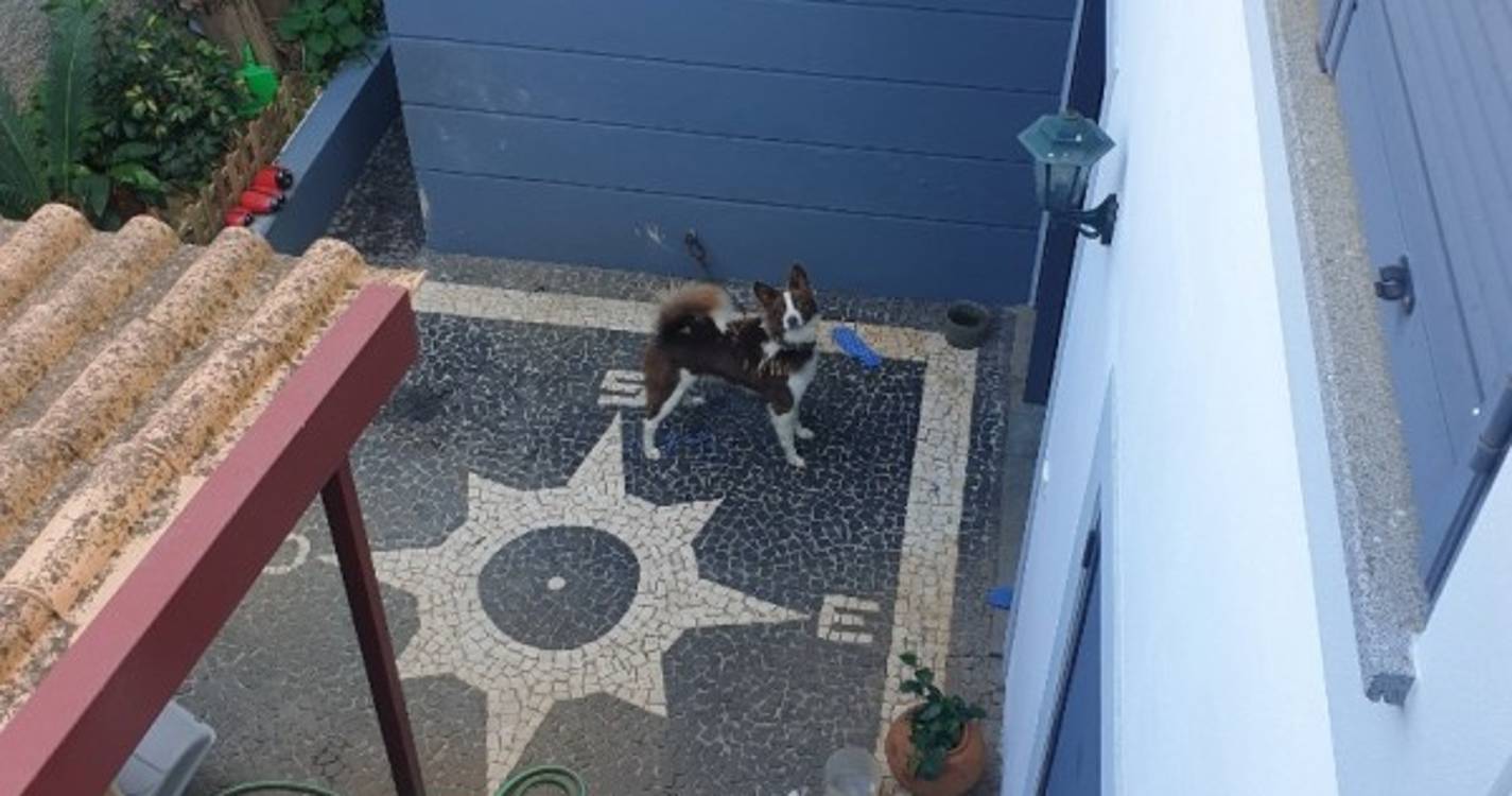 Ajuda Alimentar a Cães denuncia situação de negligência no Garajau