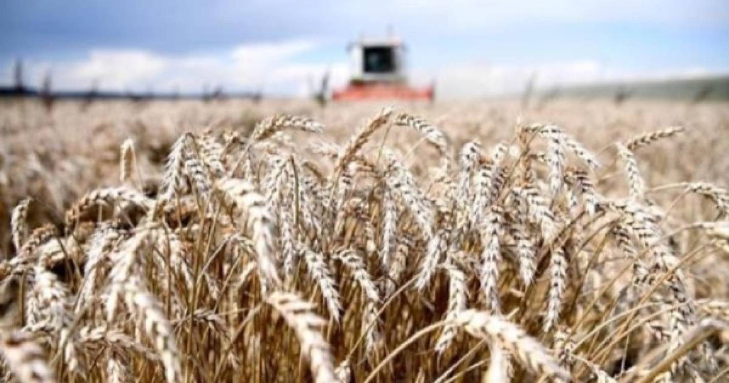 Investigadores estudam microbiota do trigo para criar novo alimento