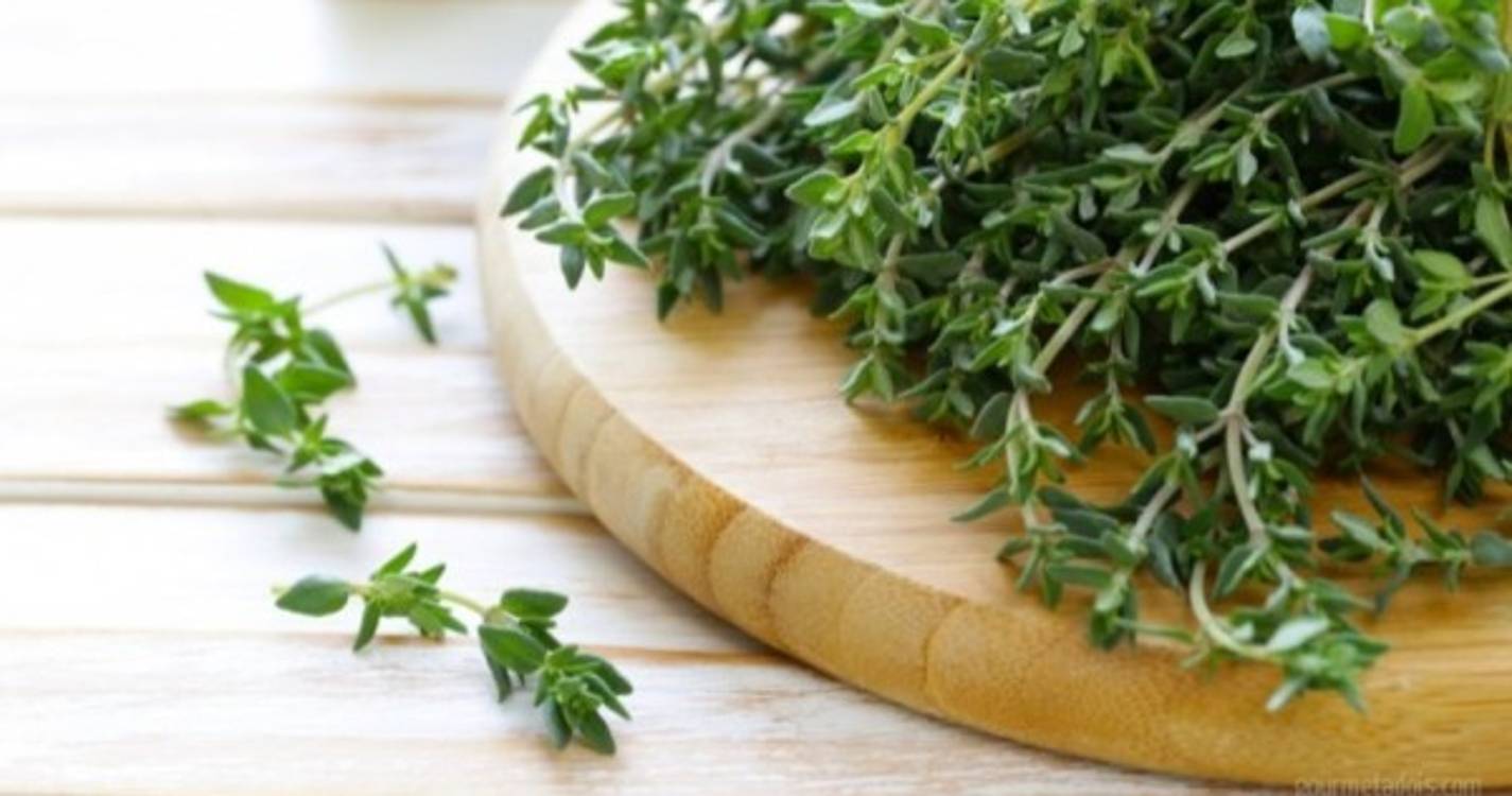 Cientistas estudam composto anticancerígeno presente no tomilho