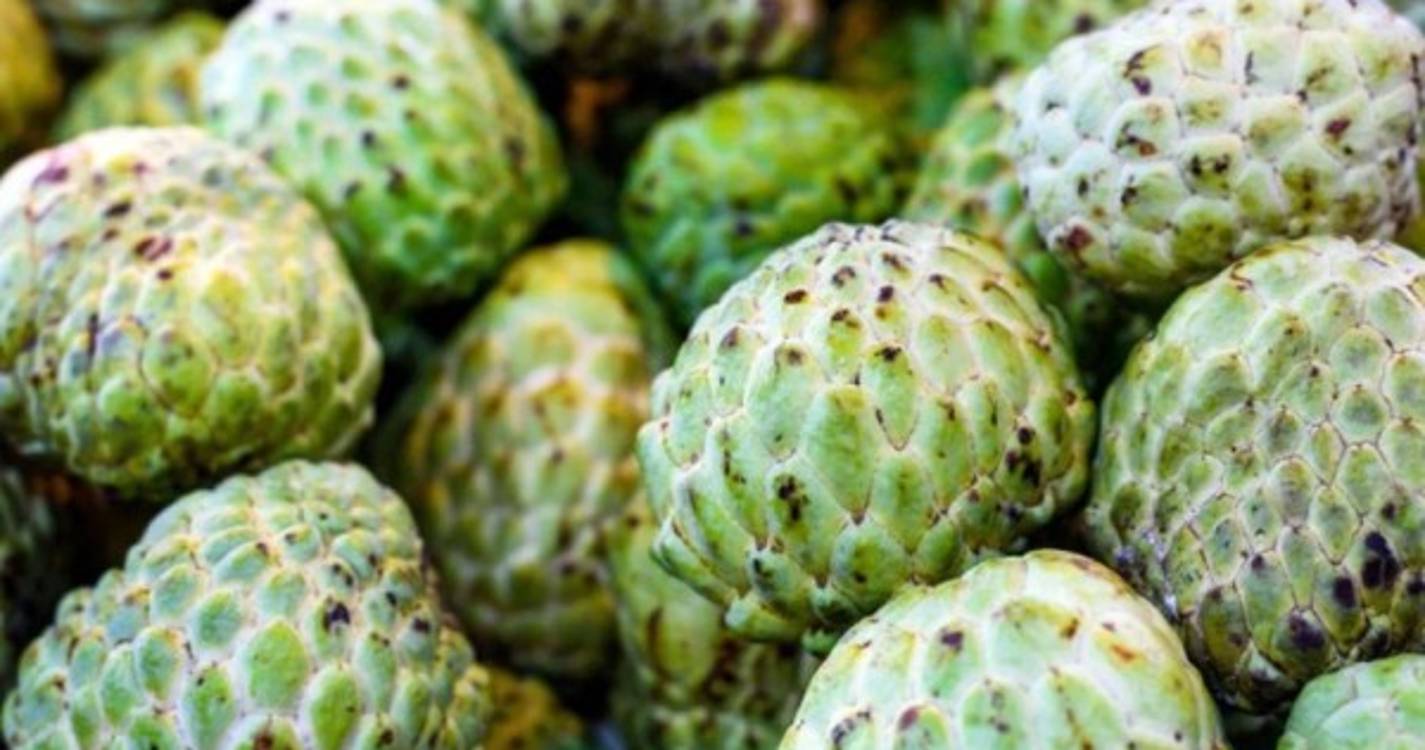 Exposição regional da Anona em formato digital