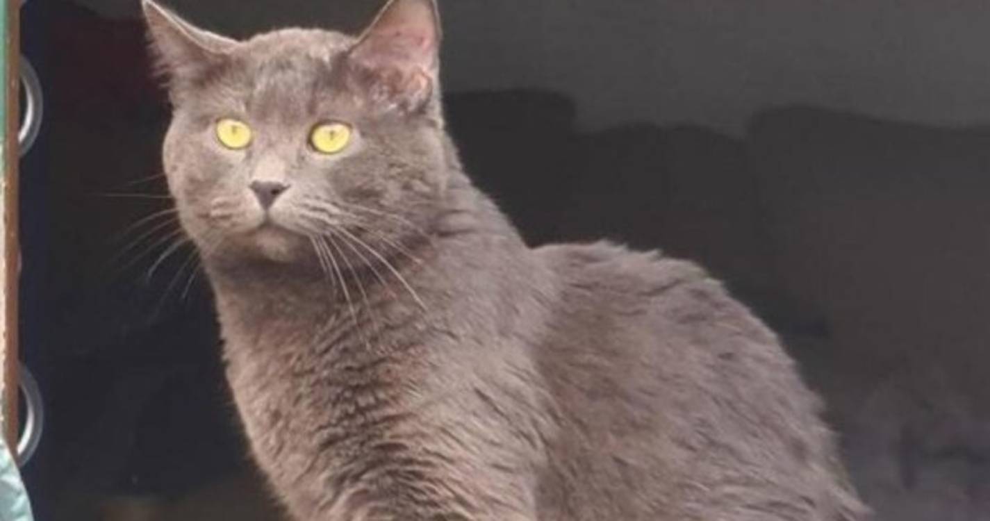 Gato desaparecido em São Pedro