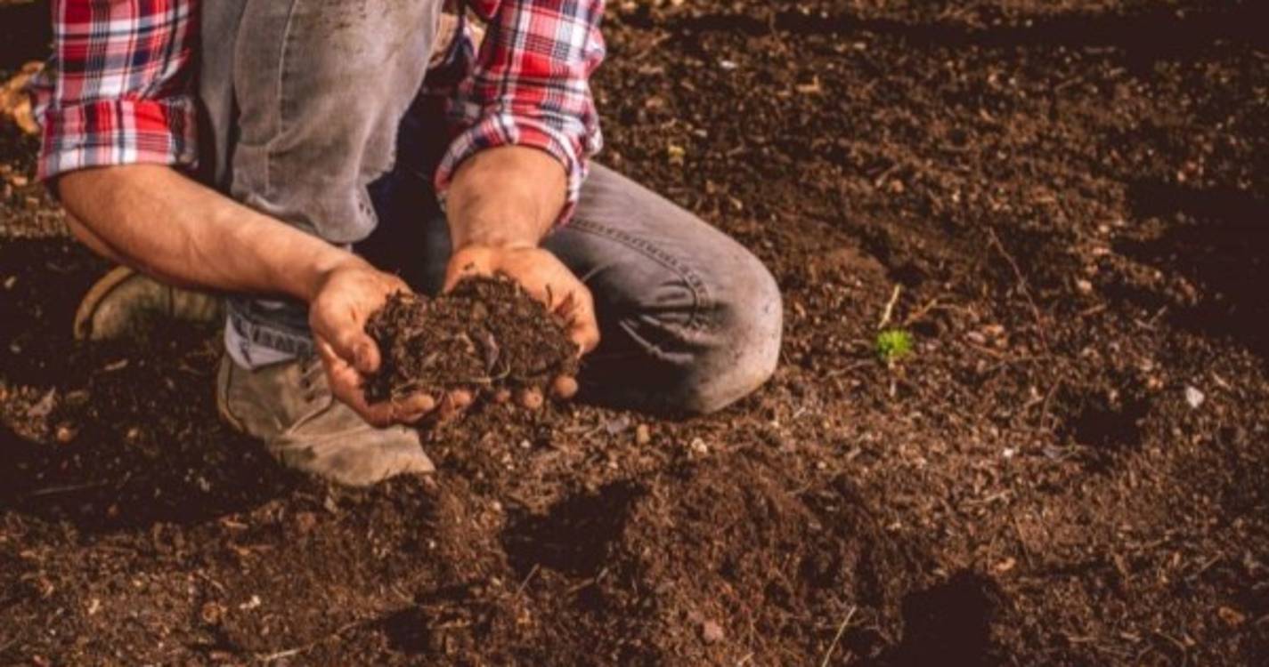 Seca: Situação "melhorou" em Beja, mas prejuízos são "irrecuperáveis"