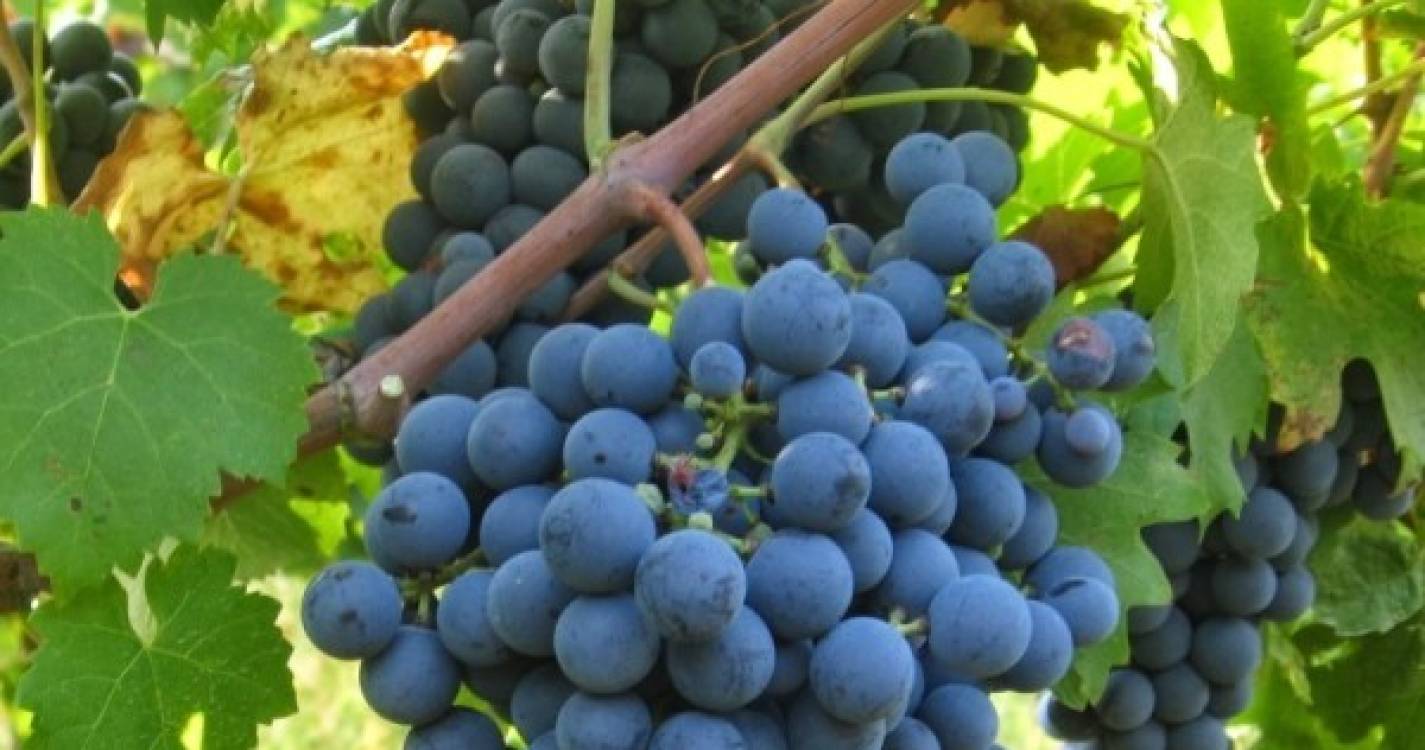 Despacho limita novas plantações de vinha na Madeira
