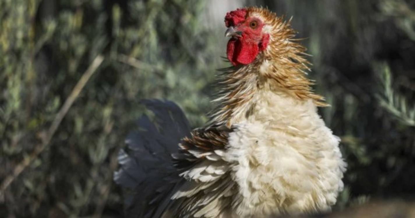 Portugal contabiliza 20 focos de infeção pela gripe das aves