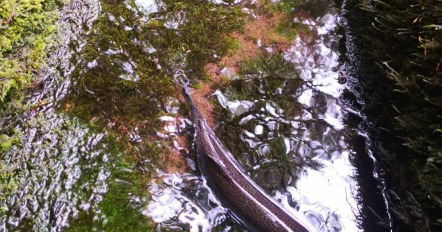 Grupo de turistas encontra trutas na Levada do Alecrim (com fotos e vídeo)