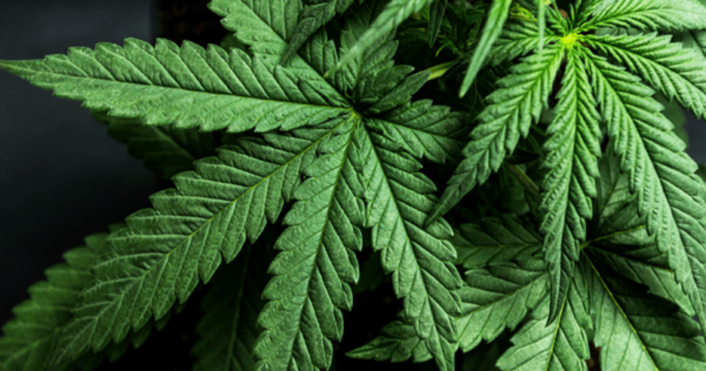 BE insiste na legalização da canábis para uso recreativo